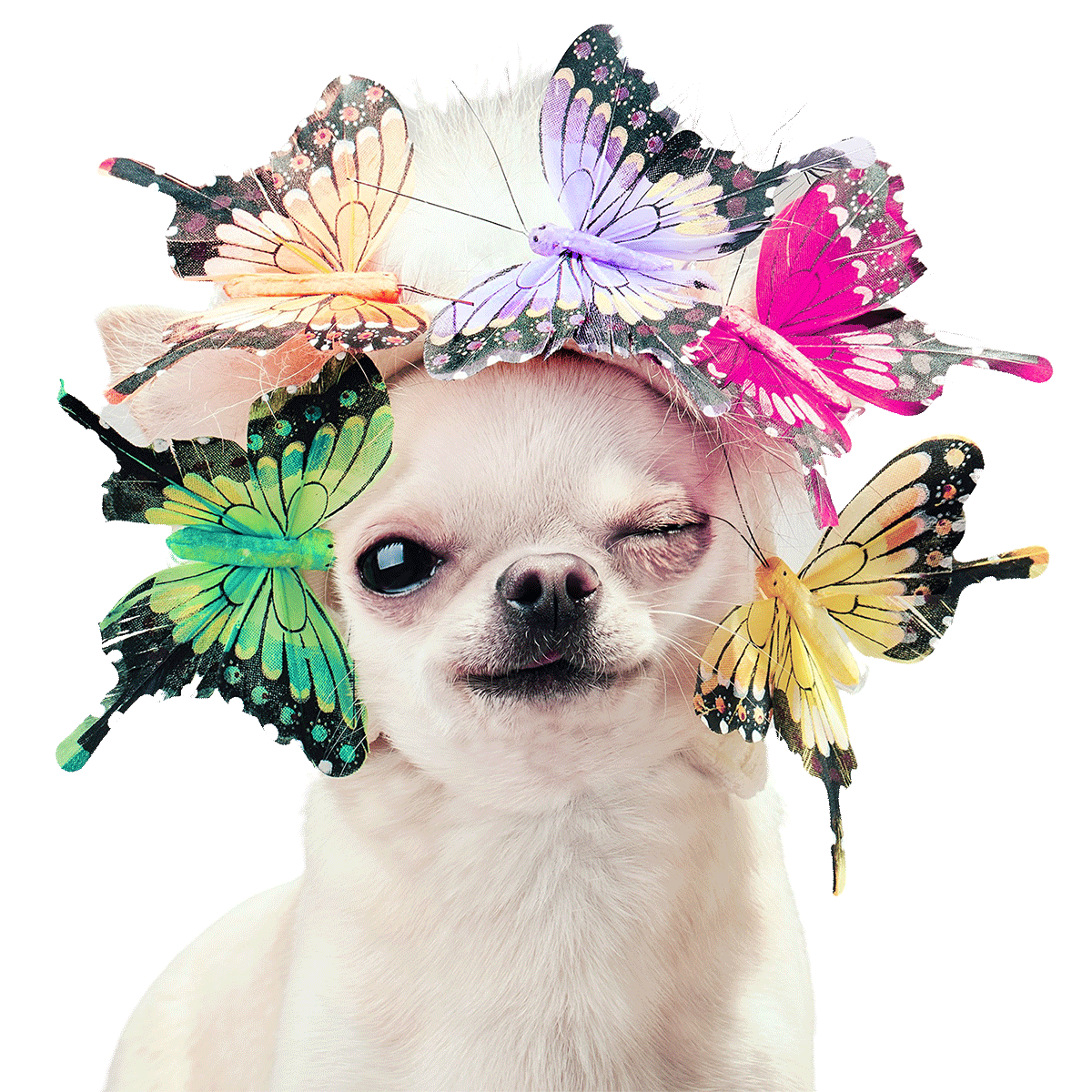 Photo of an adorable chihuaha, head festooned with colorful butterflies, winking at the camera